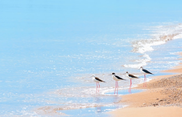 Foto familie van vogels stelt op de kust van de zandige zee.