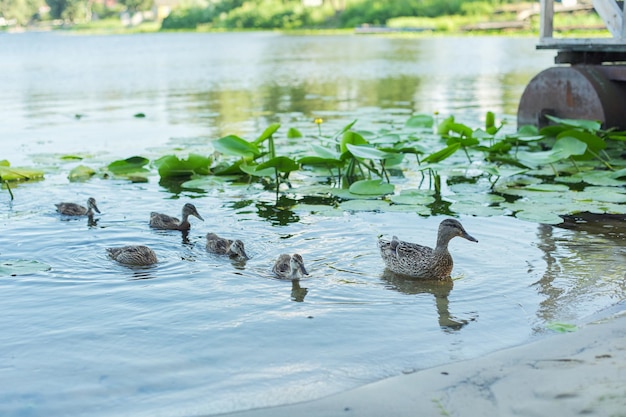 Familie van wilde eenden zwemmen in water, natuur, lenteseizoen.