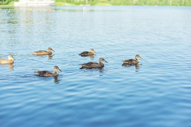 Familie van wilde eenden zwemmen in water, natuur, lenteseizoen.