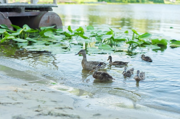 Familie van wilde eenden zwemmen in water, natuur, lenteseizoen.