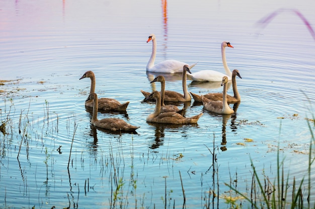 Familie van zwanen die op het meer zwemmen