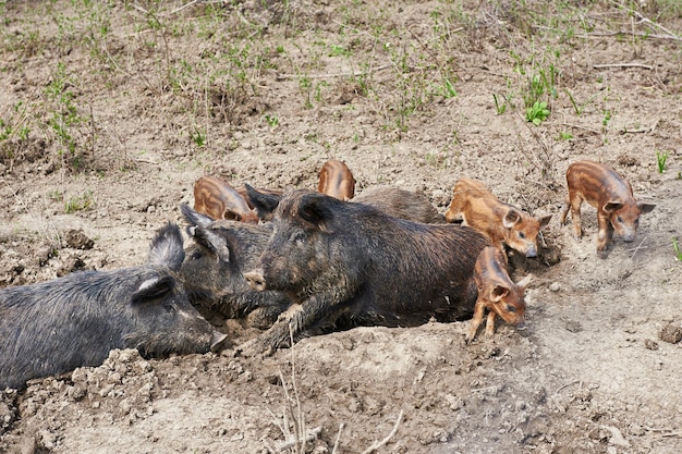 Familie wilde zwijnen