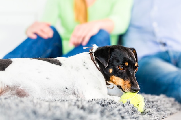 Familiehond het spelen met bal in woonkamer