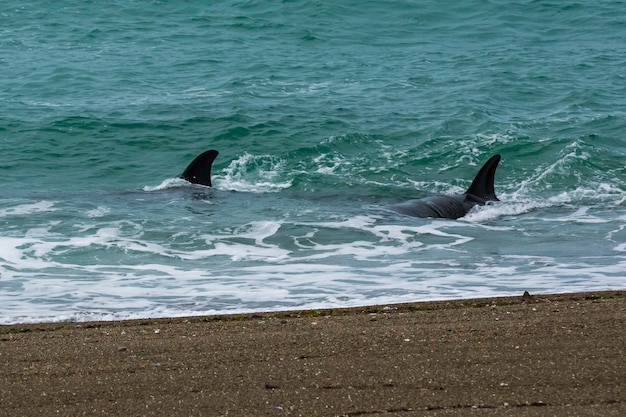 Familiejacht op orka's in Valdes, het schiereiland Patagonië