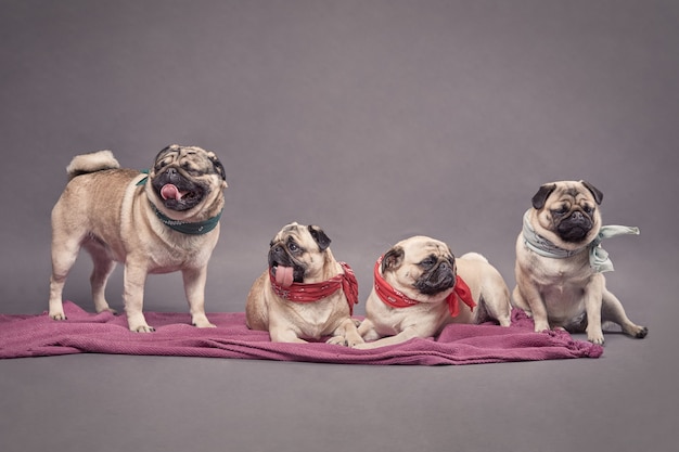 Photo family of 4 purebred dogs pug.