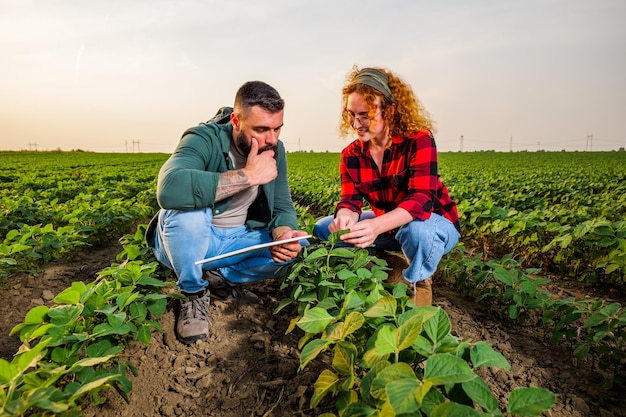 family agricultural occupation man and woman are cultivating soybean