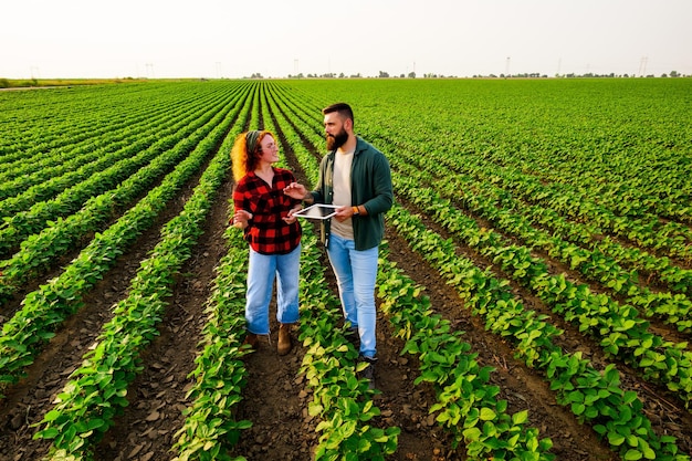 family agricultural occupation man and woman are cultivating soybean