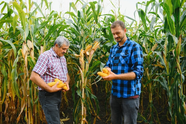 Family agrobusines, farmers standing in a corn field, looking and pointing away, They are examining corp at sunset