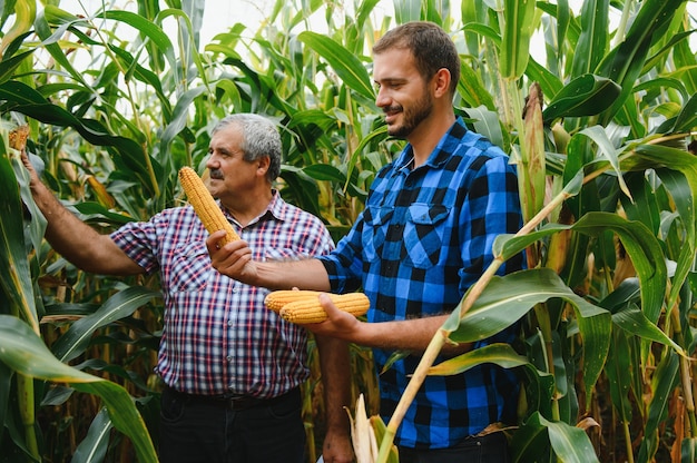 Family agrobusines, farmers standing in a corn field, looking and pointing away, They are examining corp at sunset