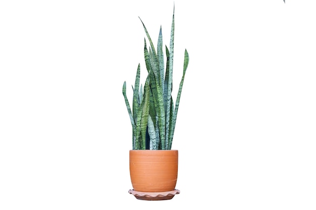 Family Asparagaceae on soil pot isolate on white background with clipping pathdragon tongueascendant treeair purifying tree cactus