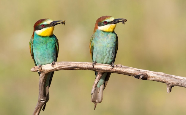 A family of beeeaters caught bees