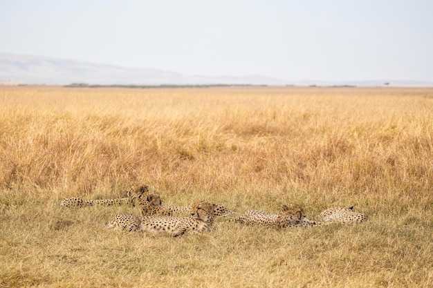 The family of cheetahs called the five musketeers sleeping on the ground in the Masai Mara Kenya