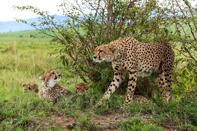チーターの家族アフリカのサバンナケニアの国立公園の自然のチーターの家族