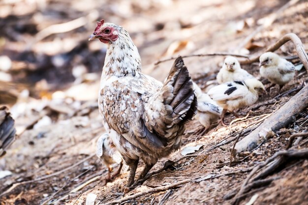 Family of chicken in the farm