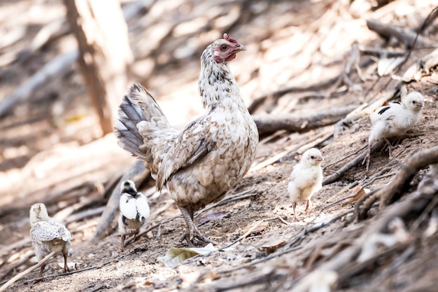 Family of chicken in the farm