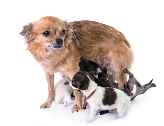 family chihuahua in studio