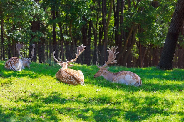 A family of deer eating rose bushes in suburban garden