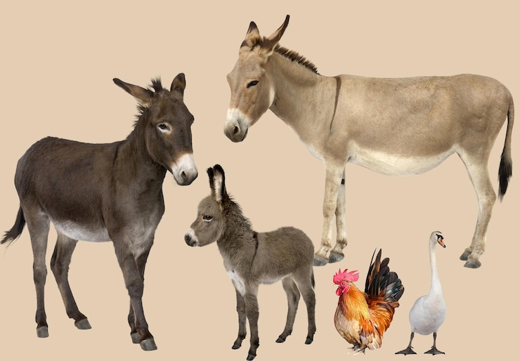 Photo a family of donkeys including a baby donkey stands together with a rooster and a swan highlighting the diversity of farm animals