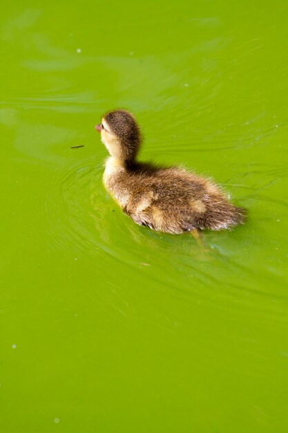 Photo family of ducks happily swimming in a river of green water