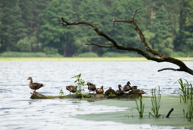 Family of ducks is resting