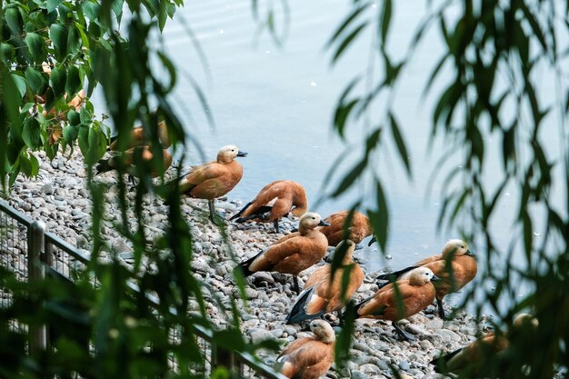 Family of ducks on the shore of a pond