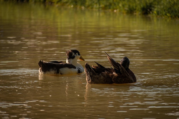 family of ducks taking a bath in the lake