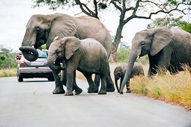 南アフリカのムプマランガにあるクルーガー国立公園の道路を横断し、観光客と一緒に自動車の間を歩いている象の家族。
