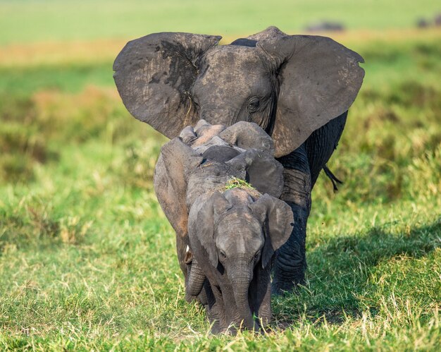 Family of elephants on the savannah are going directly to the photographer.