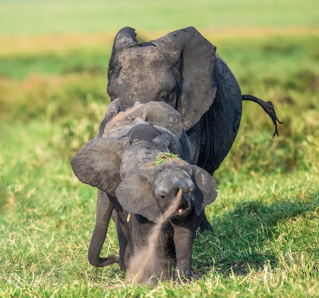 Photo family of elephants on the savannah are going directly to the photographer.