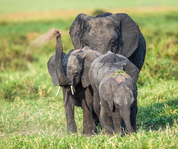 La famiglia di elefanti nella savana va direttamente dal fotografo.