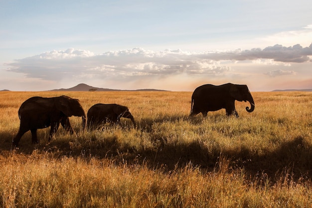 Family of elephants in the savannah at sunset  Africa