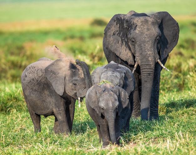 Famiglia di elefanti nella savana.