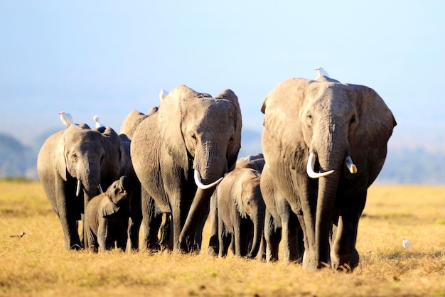 Family of elephants walking in the safari