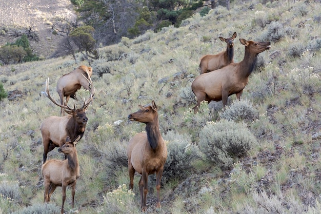 Una famiglia di alci o wapiti cervus canadensis che cammina attraverso la macchia a yellowstone