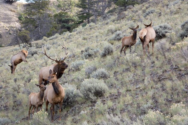 A family of Elk or Wapiti Cervus canadensis walking through scrubland in Yellowstone