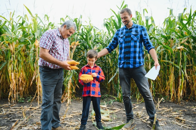 Agricoltura familiare. nonno di agricoltori con figlio e giovane nipote in un campo di mais. concetto di agricoltura.