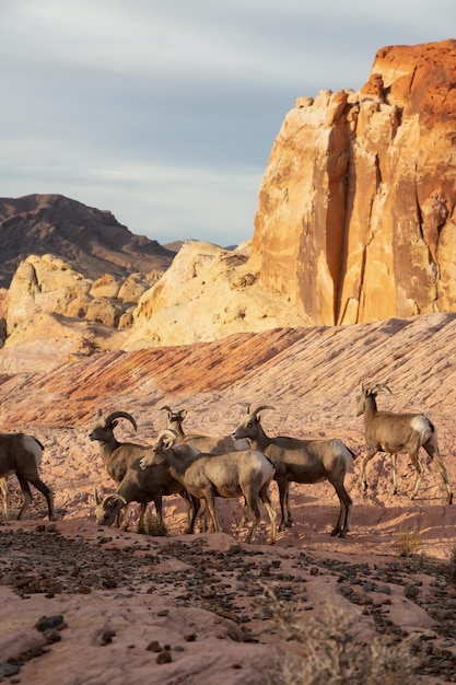 A family of female Desert Bighorn Sheep in Valley of Fire