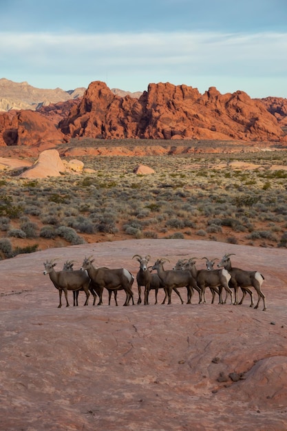 A family of female Desert Bighorn Sheep in Valley of Fire