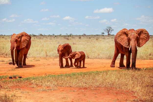 Famiglia di quattro elefanti africani (loxodonta africana), ricoperti di polvere rossa, che camminano nella savana. parco nazionale dello tsavo orientale, kenya