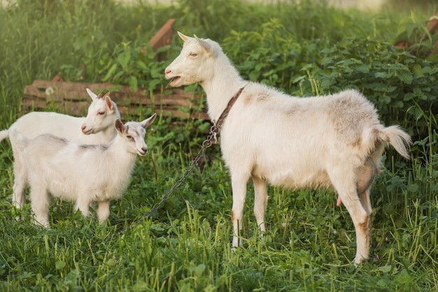 Family goats on a green meadow Herd of goats