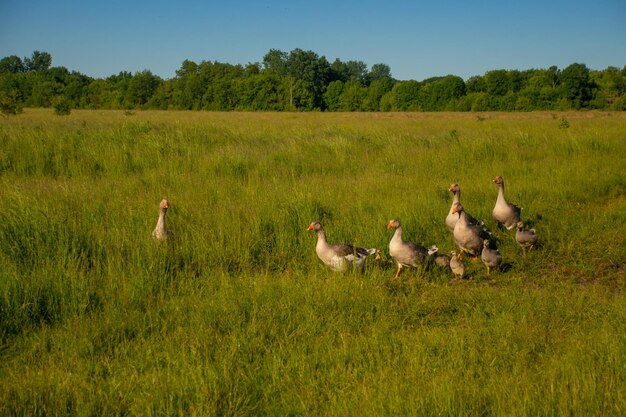 A family of gray geese walks through a field with grass in the background of green trees