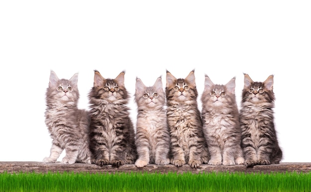 Photo family group of six fluffy beautiful maine coon kittens in green grass cats isolated on white background portrait of beautiful domestic kitty