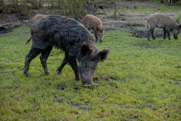 Family group of wart hogs grazing eating grass food\
together