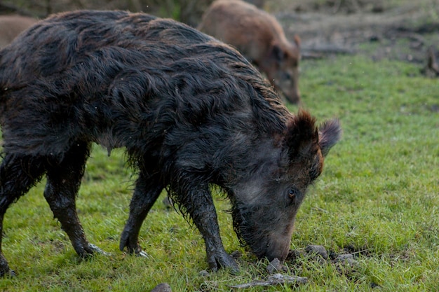 Family Group of Wart Hogs Grazing Eating Grass Food Together.