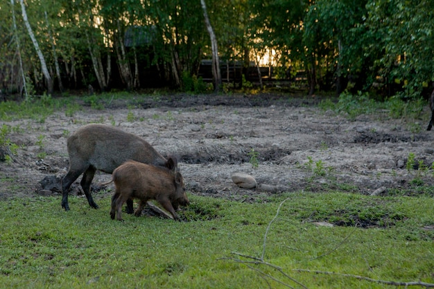 Family Group of Wart Hogs Grazing Eating Grass Food Together.