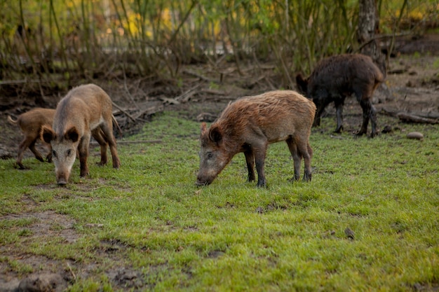 Семейная группа свиней-бородавок, пасущихся вместе едят траву