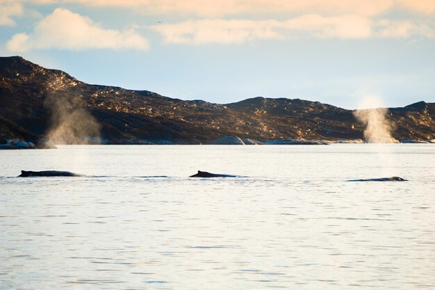 グリーンランドの西海岸、日没時の大西洋のザトウクジラの家族