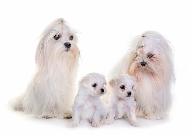 family maltese dogs