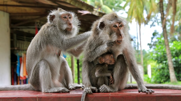 Family of monkeys. baby monkey breast-feeding. Mom feeds. dad is caring. family concept