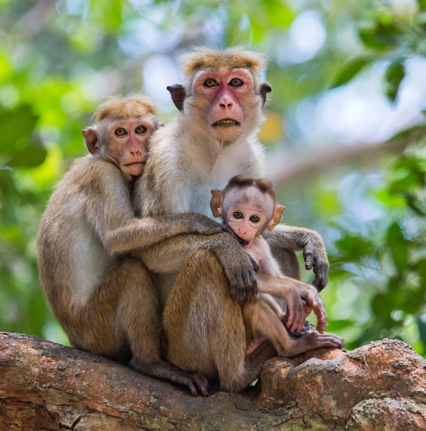 Family of monkeys sitting in a tree